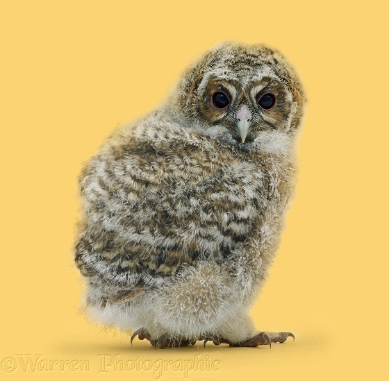 Tawny Owl (Strix aluco) owlet, about 4 weeks old, first feathers showing through the down, white background