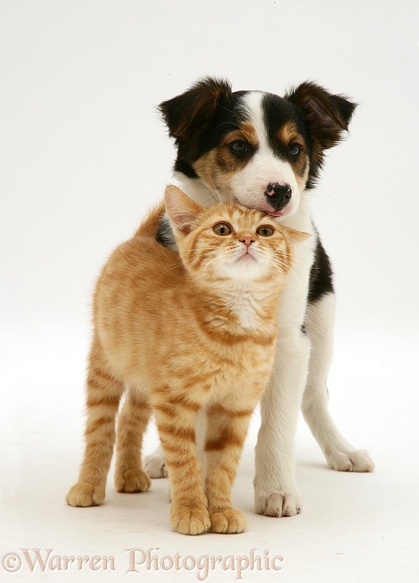 British Shorthair red tabby kitten with tricolour Border Collie pup, white background