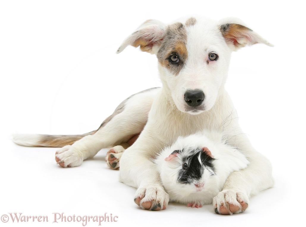 Merle-and-white Border Collie-cross dog pup, Ice, 14 weeks old, with a black-and-white guinea pig, white background