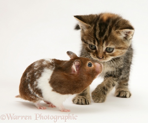 Brown spotted British Shorthair tabby kitten and hamster, Tibbles, white background