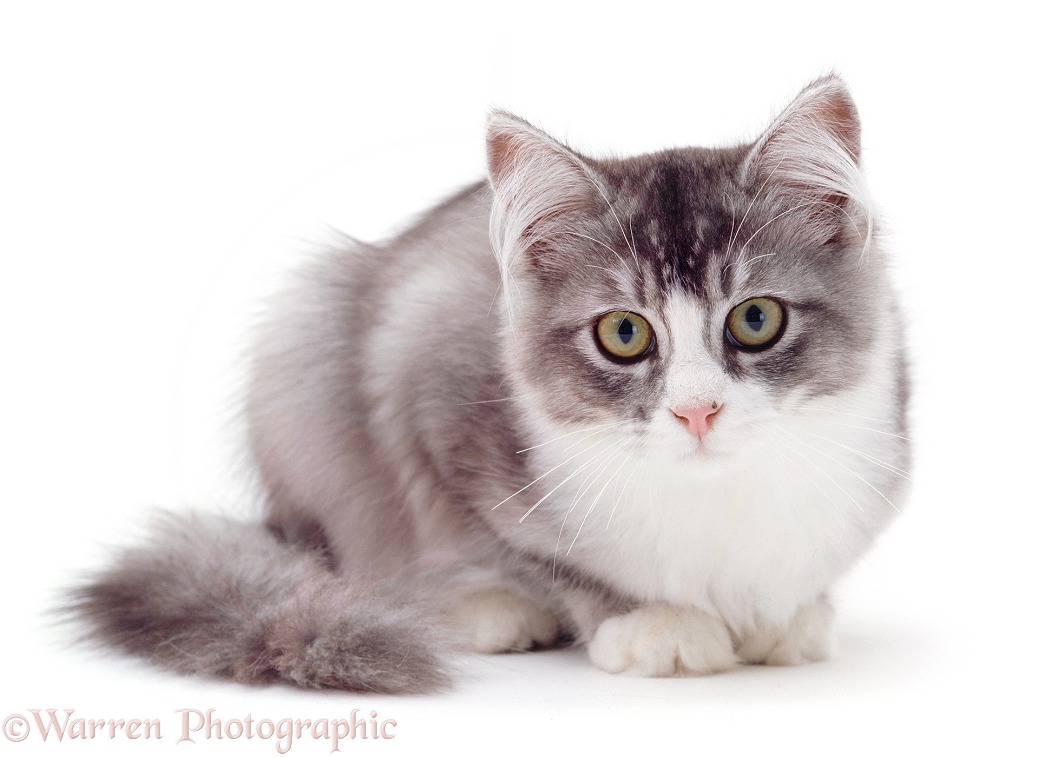 Grey-and-white cat, white background