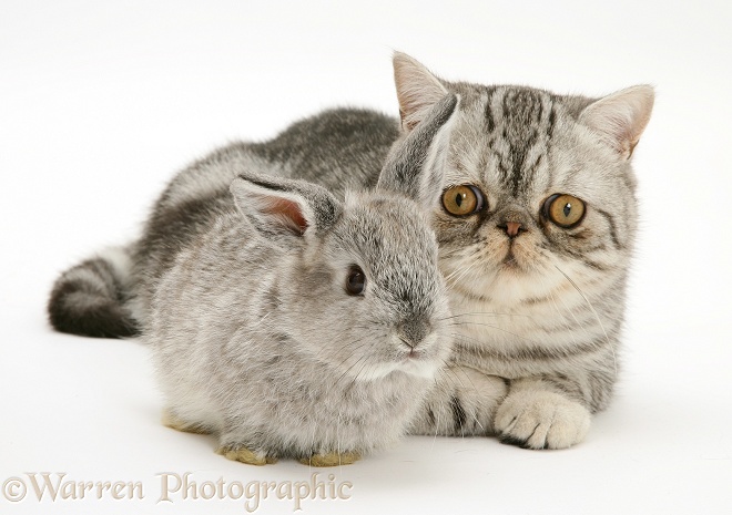 Baby silver Lop rabbit with silver tabby Exotic cat, white background
