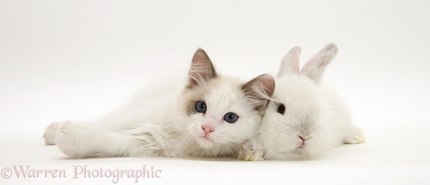Colour-point lop rabbit baby with Lilac Ragdoll kitten, white background