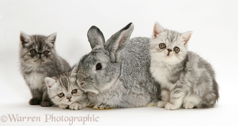 Silver Exotic kittens with silver Lop rabbit, white background