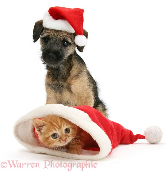 Border Terrier pup, Kes, and Ginger kitten in Father Christmas hats, white background