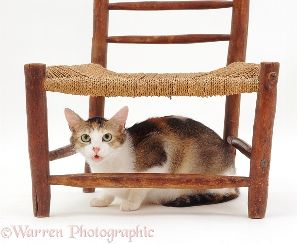 Anxious Tonkinese-cross tortoiseshell cat Puzzle hiding under a chair and wailing, white background