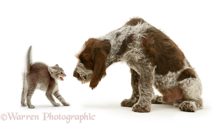 Grey kitten alarmed by Brown Roan Spinone pup Wilson, 12 weeks old, white background