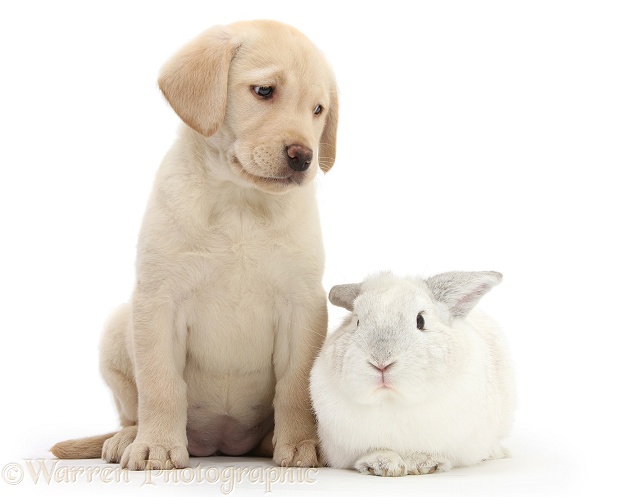 Yellow Labrador Retriever pup, 8 weeks old, with white rabbit, white background