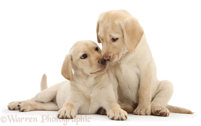 Yellow Labrador Retriever puppies, 10 weeks old, touching noses, white background