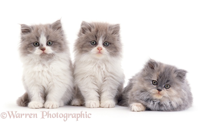 Persian-cross, Lilac bicolour and blue cream kittens, 9 weeks old, white background