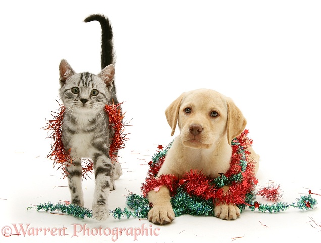 Yellow Labrador Retriever pup with silver tabby cat and Christmas tinsel, white background