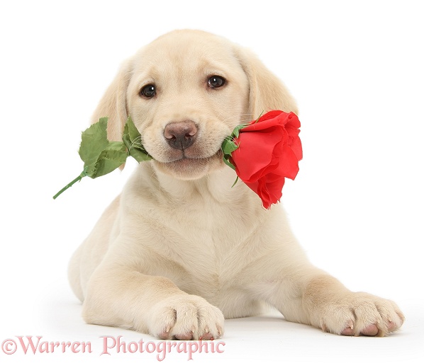 Yellow Labrador Retriever bitch pup, 10 weeks old, holding a red rose, white background