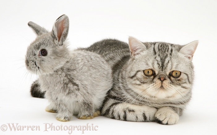 Baby silver Lop rabbit with silver tabby Exotic cat, white background