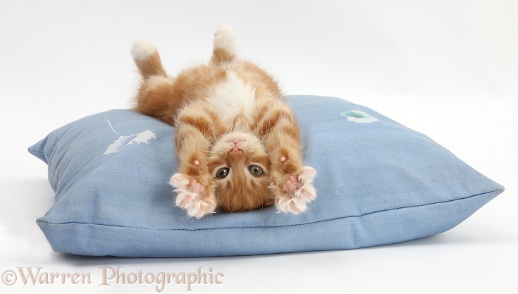 Ginger kitten, Butch, 8 weeks old, stretching out upside down on a cushion, white background