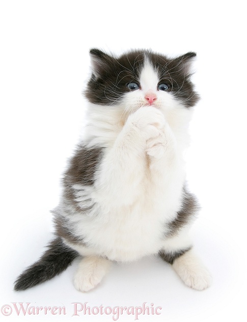 Black-and-white kitten clasping its paws and begging, white background