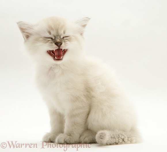 Birman-cross kitten miaowing, white background