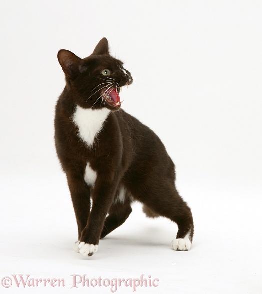 Black-and-white Burmese-cross cat snarling, white background