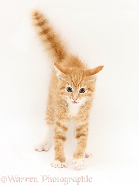 Ginger kitten, Tom, 10 weeks old, in witch's cat display, white background