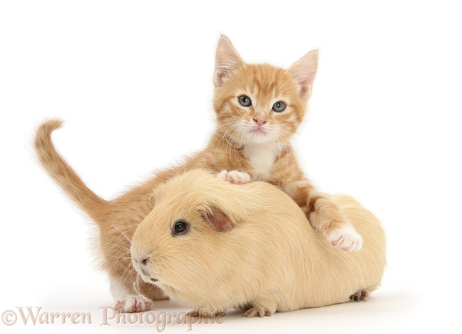 Ginger kitten, Tom, 7 weeks old, and yellow Guinea pig, white background