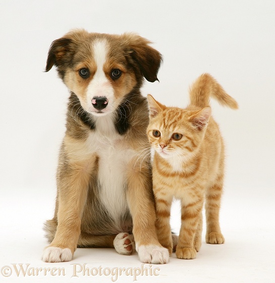 British Shorthair red tabby kitten with Sable Border Collie pup, white background