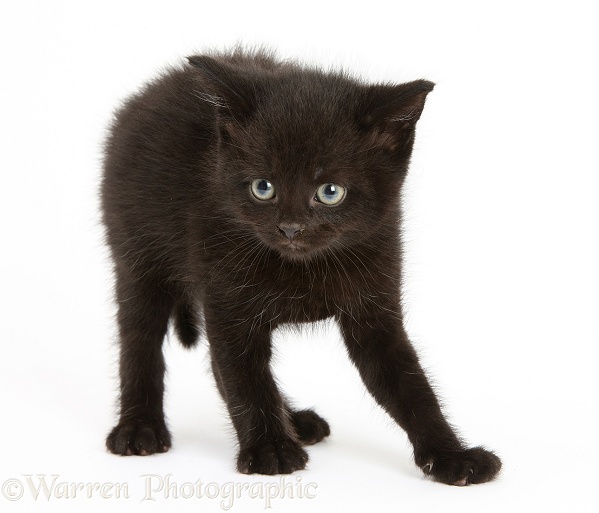 Black kitten, 7 weeks old, looking slightly scared and defensive, white background