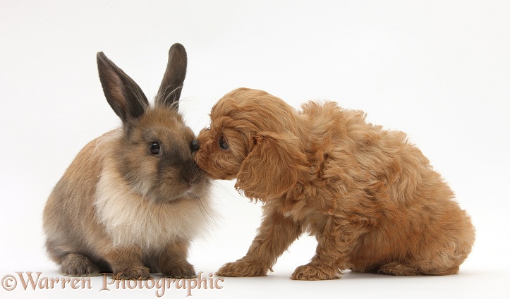 Cavapoo pup and Lionhead-cross rabbit, white background