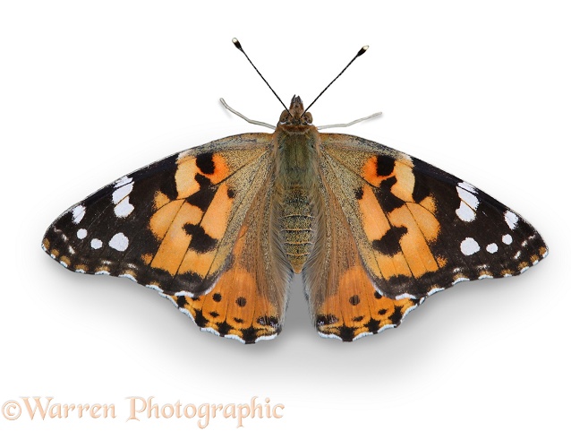 Painted Lady Butterfly (Cynthia cardui), white background