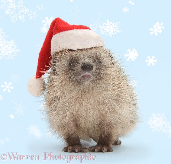 Baby Hedgehog (Erinaceus europaeus) wearing a Father Christmas hat, white background