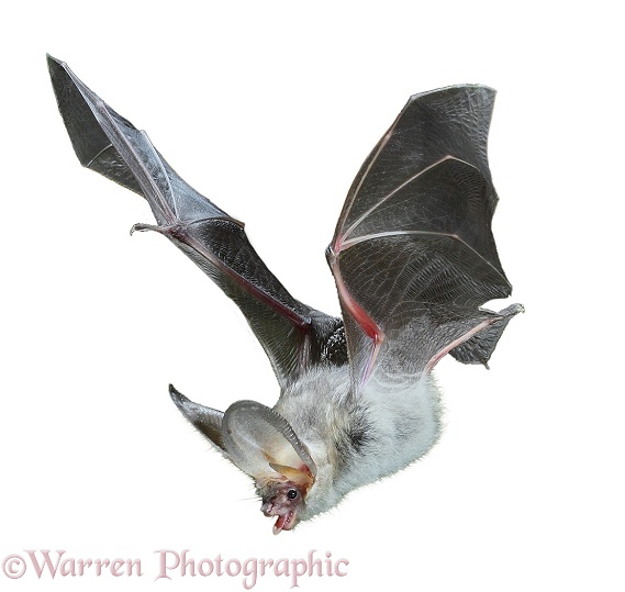 Brown Long-eared Bat (Plecotus auritus) in flight, white background