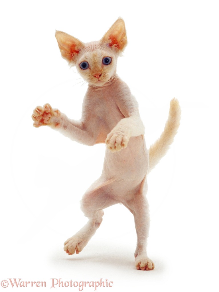 Si-Rex kitten, 16 weeks old, dancing, white background
