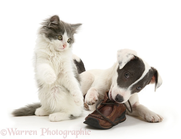 Blue-and-white Jack Russell Terrier pup, Scamp, chewing a child's shoe while playful blue-and-white kitten tries to join in, white background