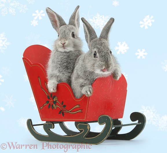 Two silver baby rabbits in a toy sledge, white background