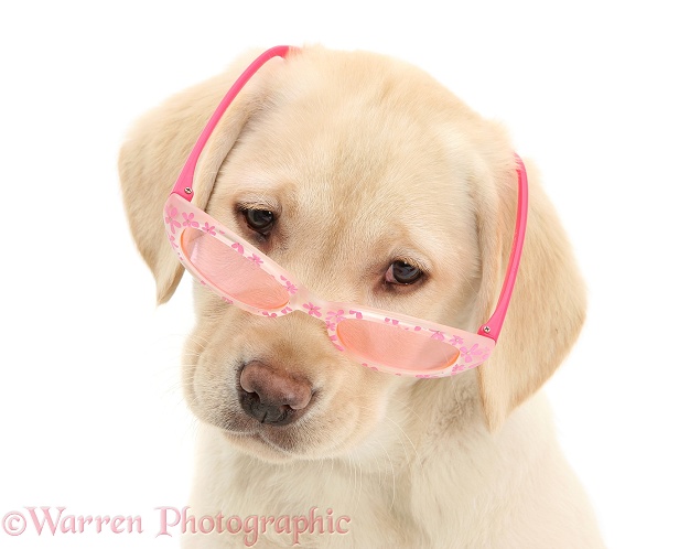 Yellow Labrador Retriever pup, 10 weeks old, wearing a child's pair of rose tinted sunglasses, and looking condescending, white background