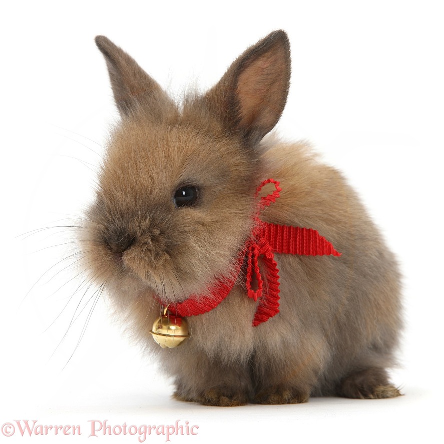 Baby Lionhead-cross rabbit wearing a bell, white background