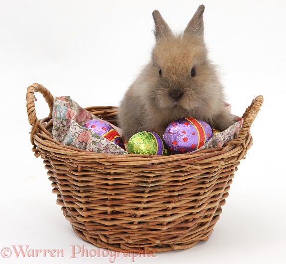 Baby Lionhead-cross rabbit in a wicker basket with easter eggs, white background