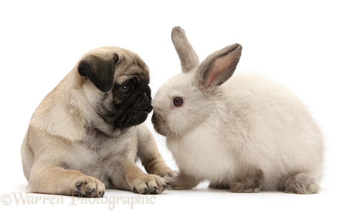 Fawn Pug pup, 8 weeks old, and sooty colourpoint rabbit, white background