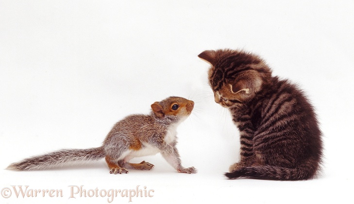 Tabby kitten interacting with baby Grey Squirrel, white background