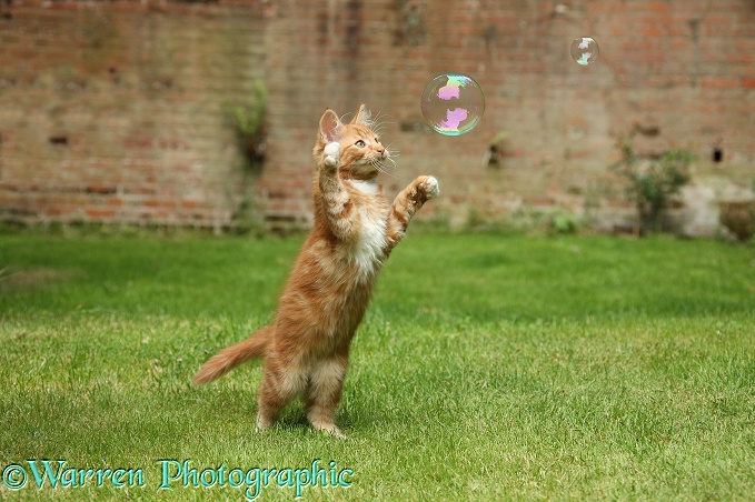 Ginger kitten, Butch, 3 months old, swiping at a soap bubble
