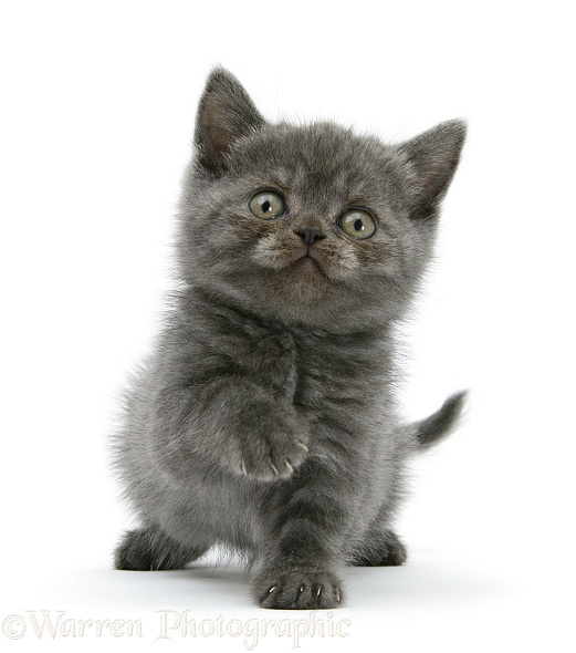 Grey kitten sitting with raised paw, white background