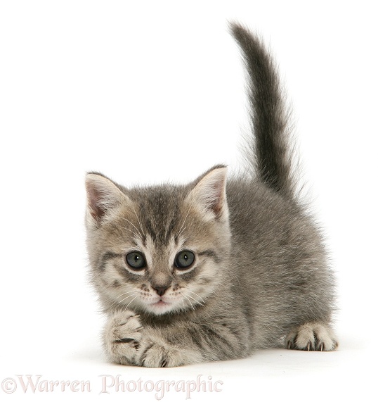 Grey tabby British Shorthair kitten, white background