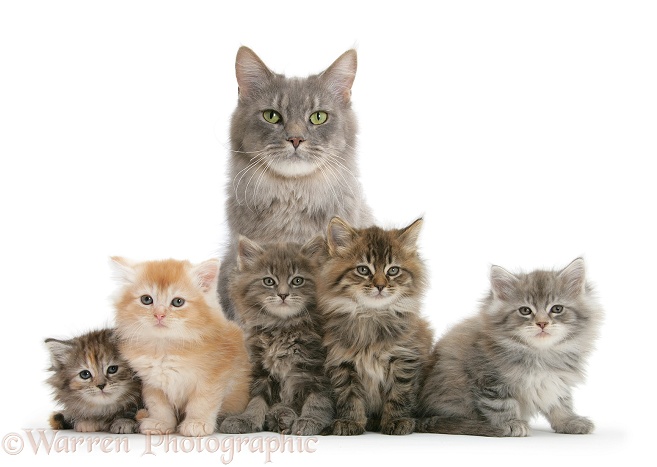 Mother Maine Coon cat, Serafin, and five kittens, 7 weeks old, white background