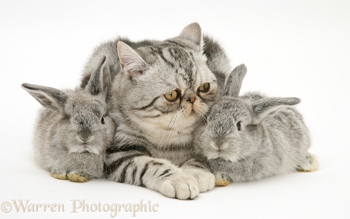 Silver Exotic cat and two silver baby rabbits, white background
