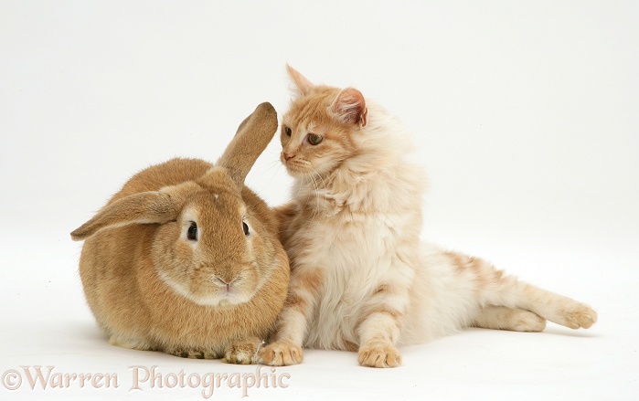 Red silver Turkish Angora cat and sandy Lop Rabbit, white background
