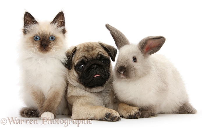 Pug pup with Colourpoint rabbit and kitten, white background