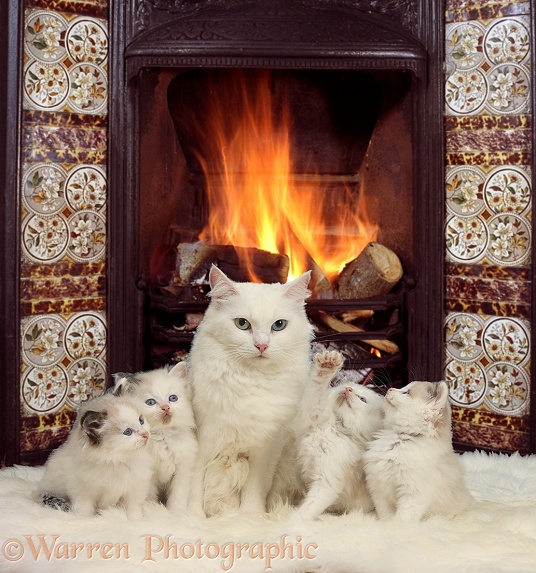 White Maine Coon-cross mother cat, Melody, and her kittens by the fire