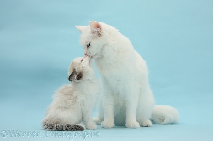 White Maine Coon-cross mother cat, Melody, nuzzling her kitten, 7 weeks old, on blue background