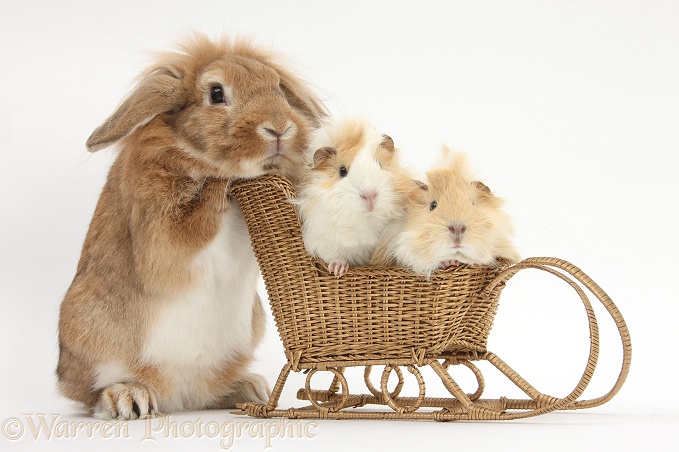 Sandy Lop rabbit pushing two young Guinea pigs in a wicker toy sledge, white background