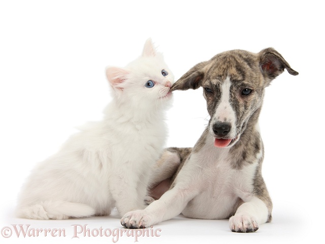 Brindle-and-white Whippet pup, Cassie, 9 weeks old, with white kitten pulling her ear, white background