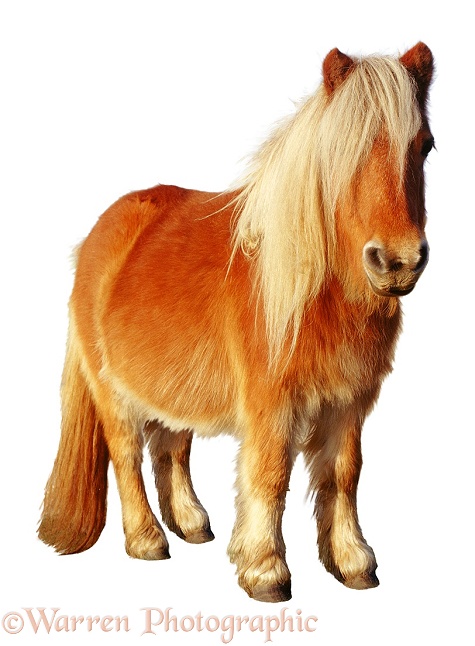 Shetland Pony, white background