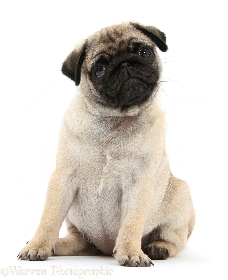 Fawn Pug pup, 8 weeks old, sitting, white background